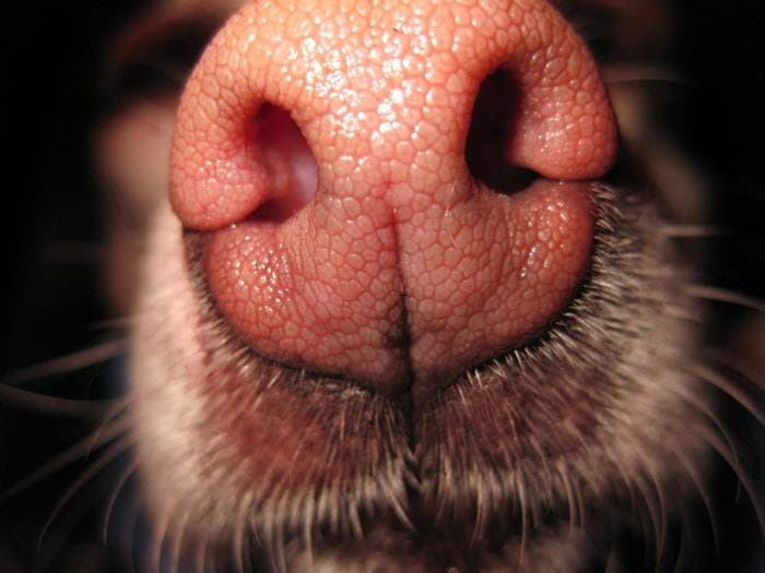 Extreme close-up of a dog's wet nose.